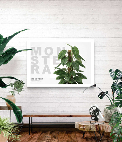 Monstera karstenianum