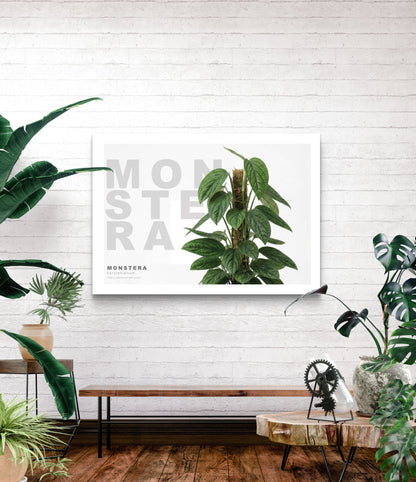 Monstera karstenianum