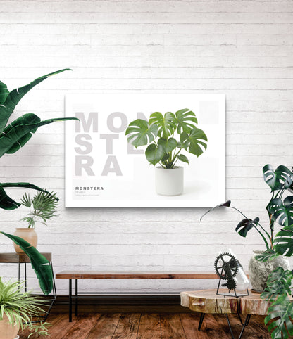 Monstera deliciosa Tauerii