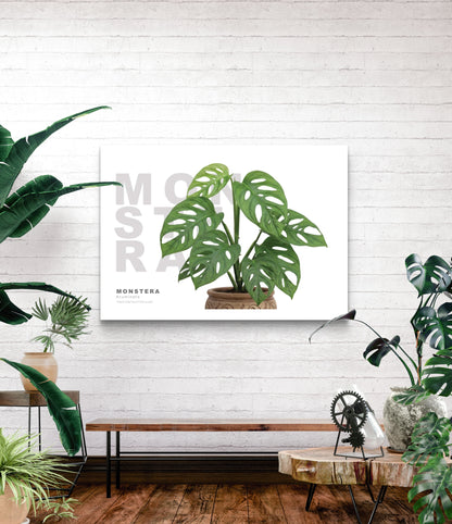Monstera acuminata