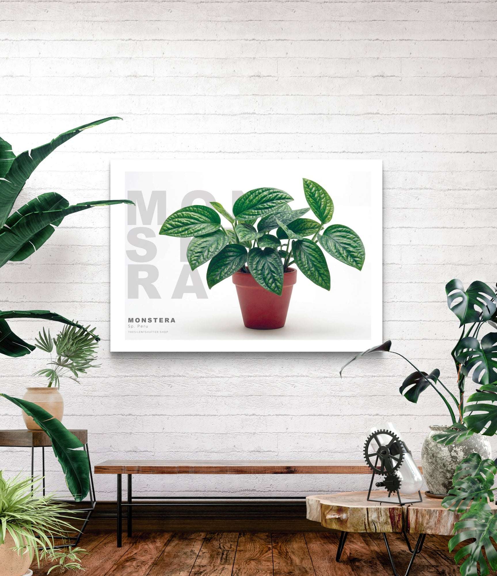 Monstera Sp.Peru