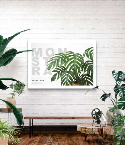 Monstera subpinnata