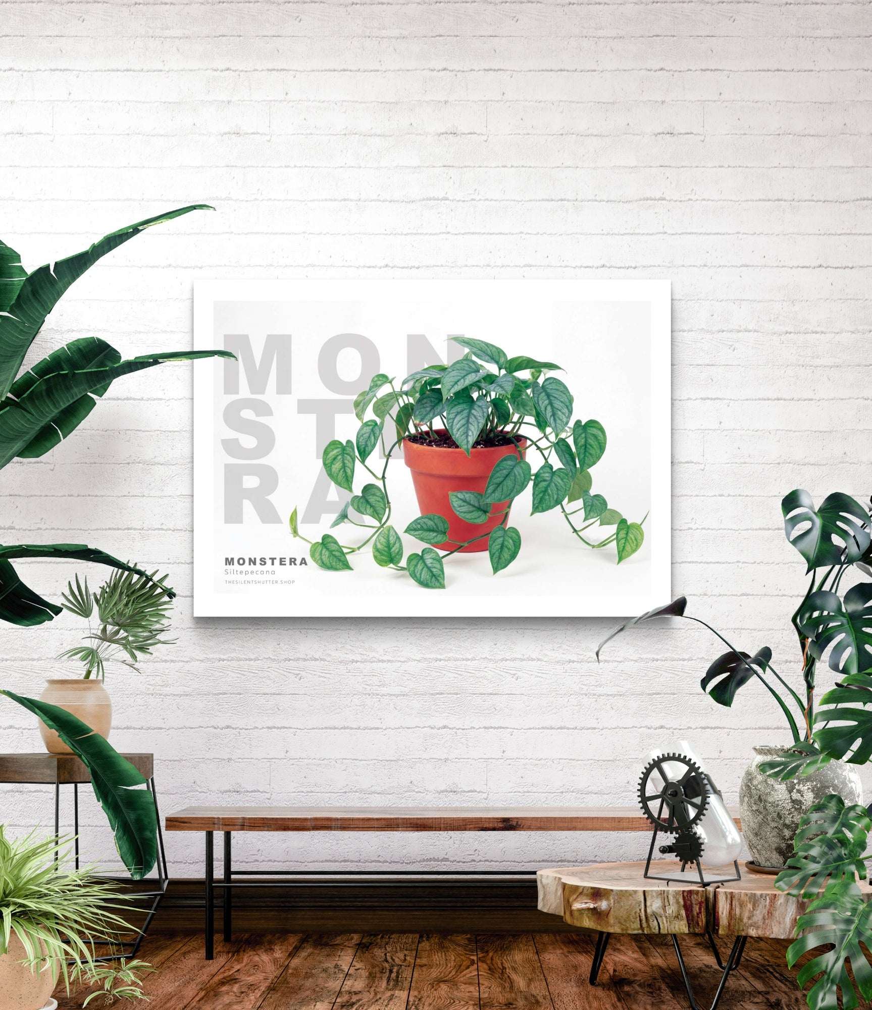 Monstera siltepecana