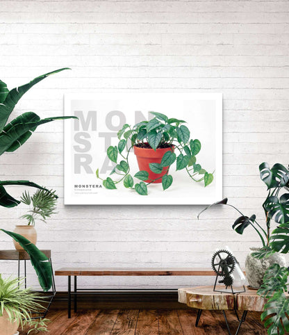 Monstera siltepecana