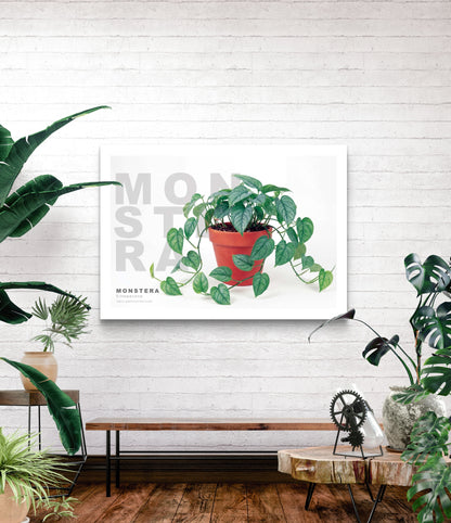 Monstera siltepecana