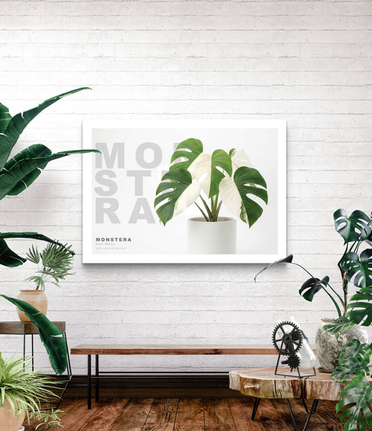 Monstera Half Moon