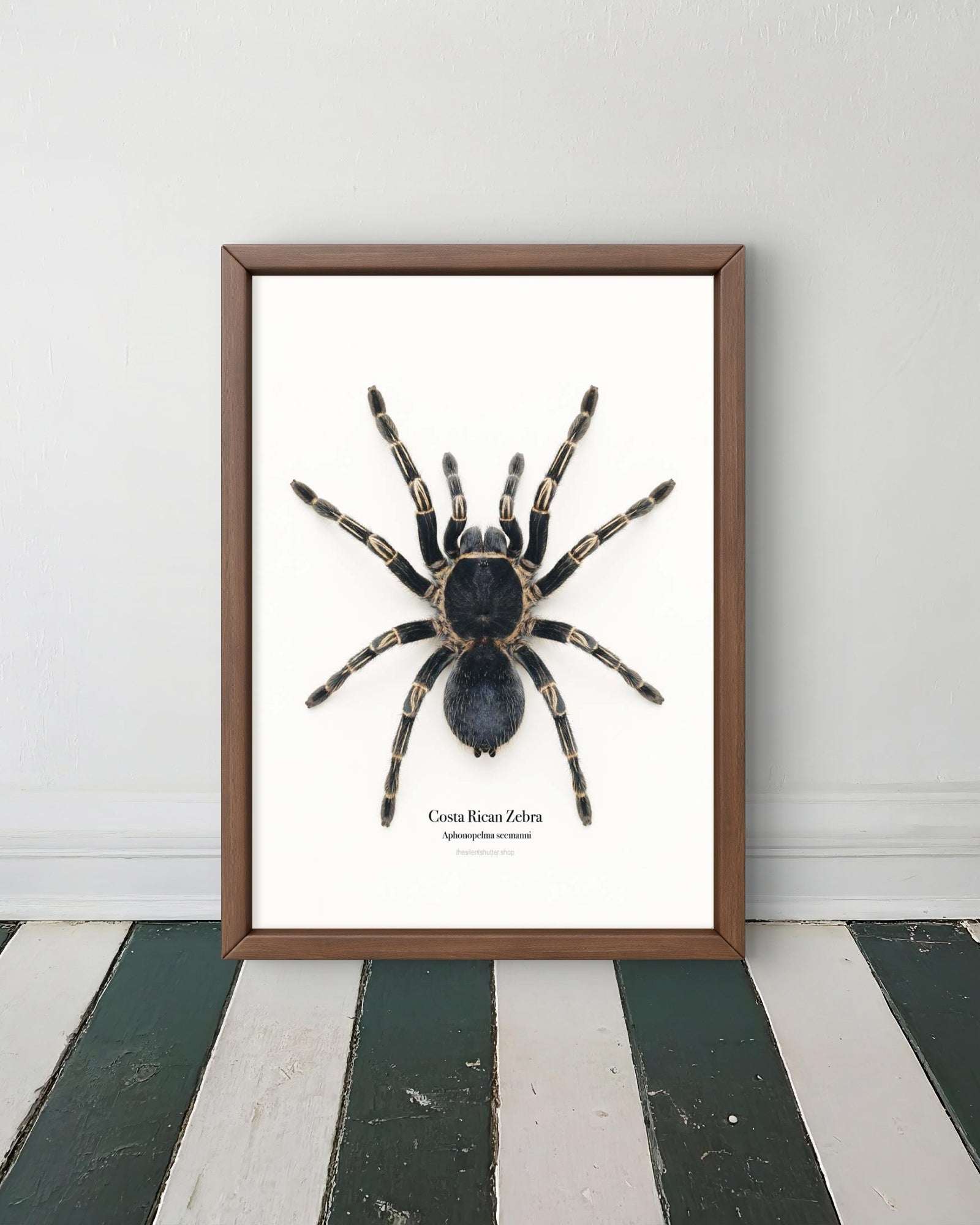 Costa Rican Zebra Aphonopelma seemanni