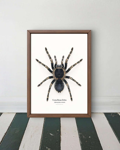 Costa Rican Zebra Aphonopelma seemanni