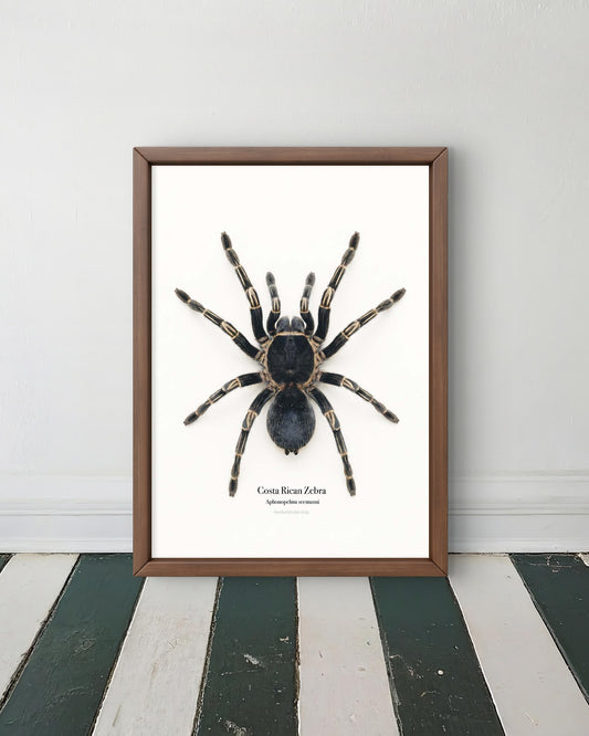 Costa Rican Zebra Aphonopelma seemanni