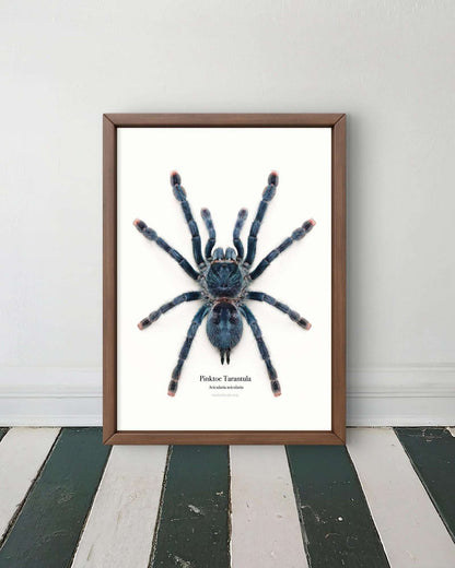 Pinktoe Tarantula Avicularia avicularia