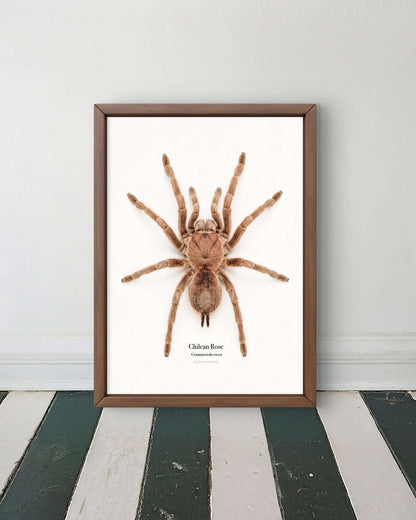 Chilean Rose Grammostola rosea
