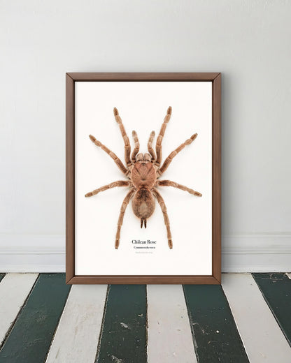 Chilean Rose Grammostola rosea