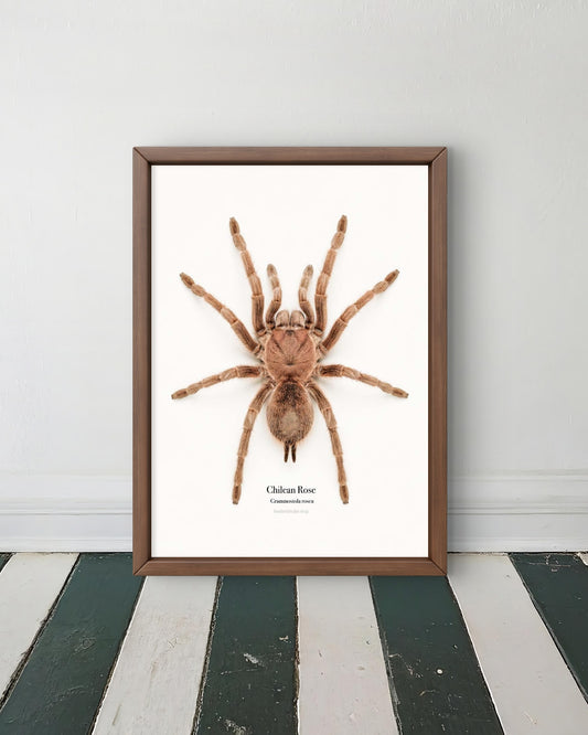 Chilean Rose Grammostola rosea