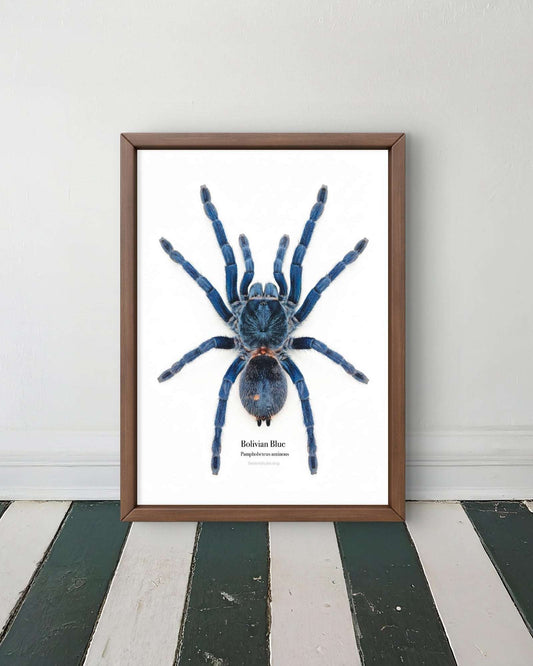Bolivian Blue Pamphobeteus antinous