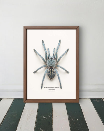 Socotra Island Blue Baboon  Monocentropus