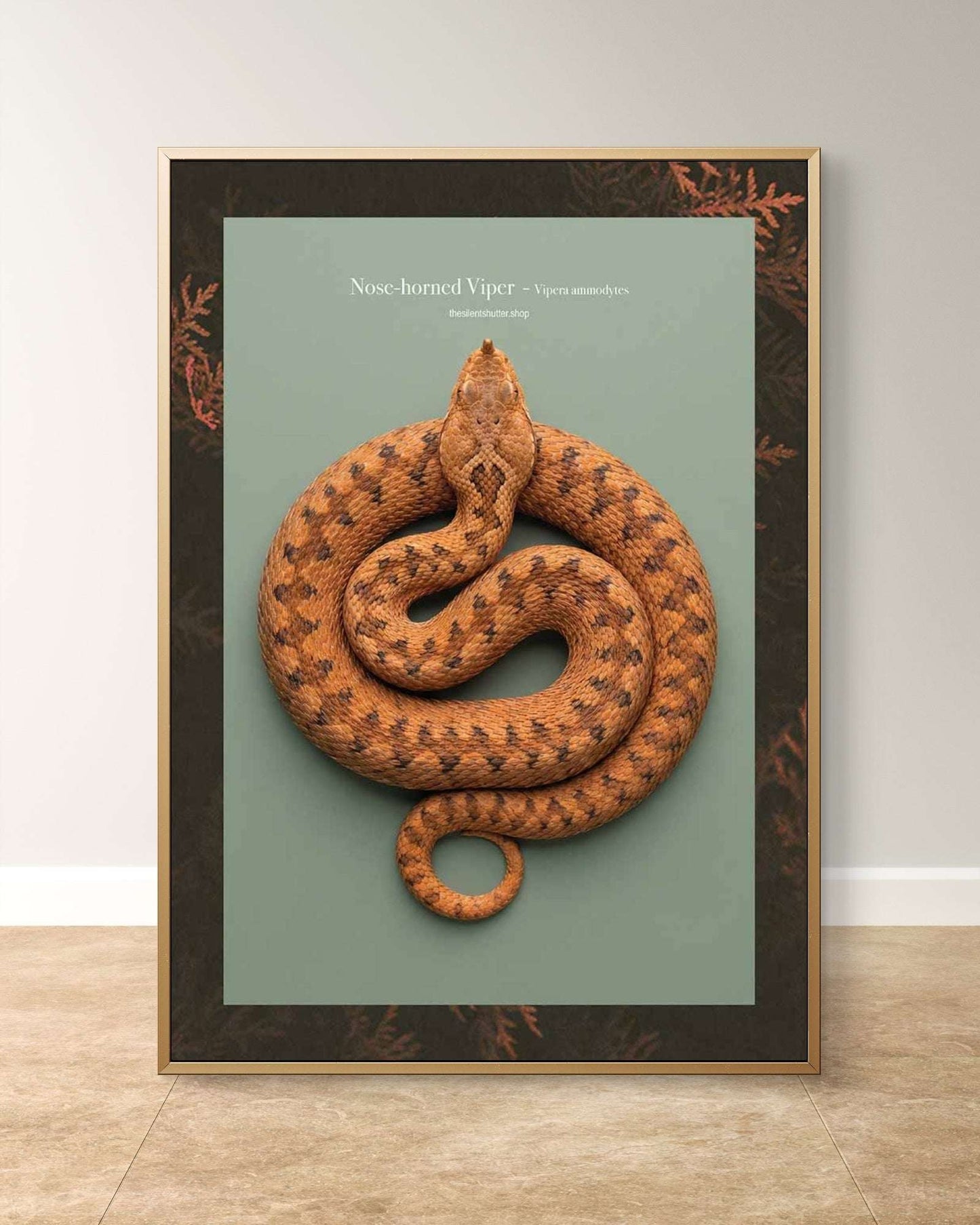 Nose-horned Viper - Vipera ammodytes