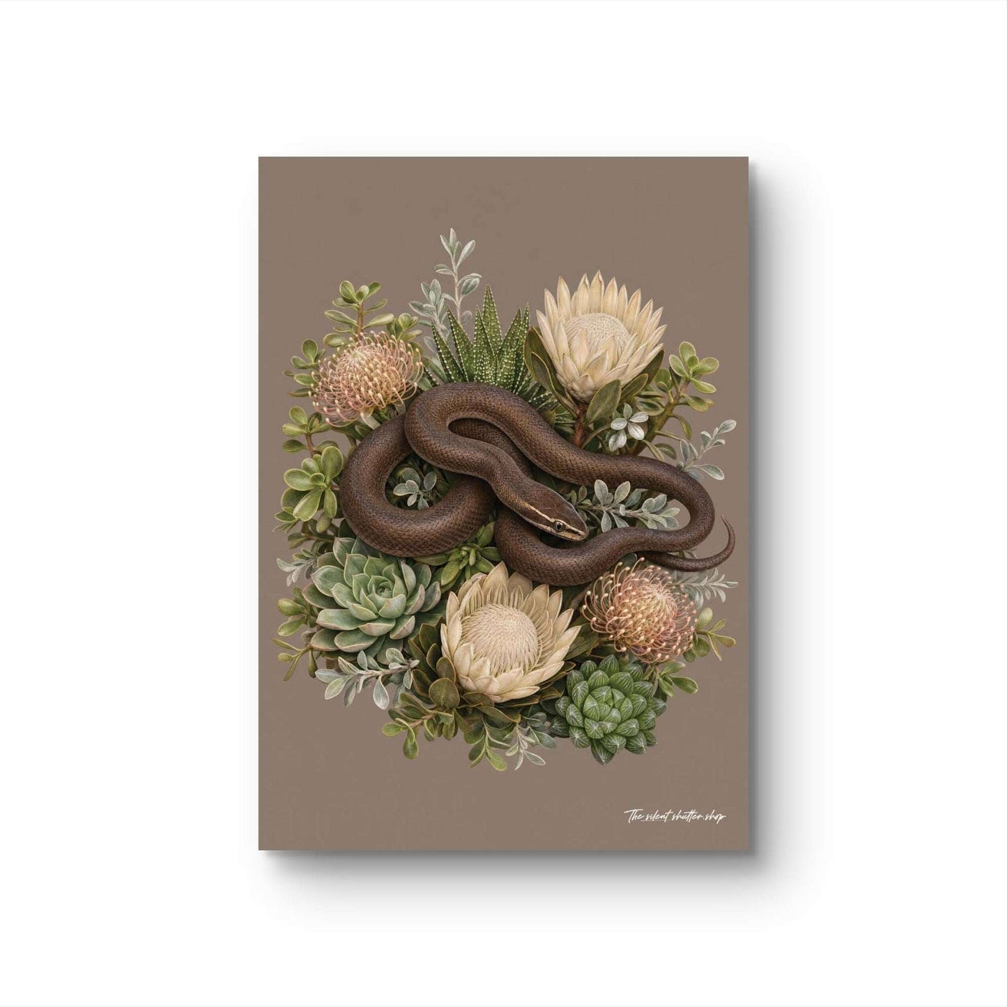 Brown House Snake