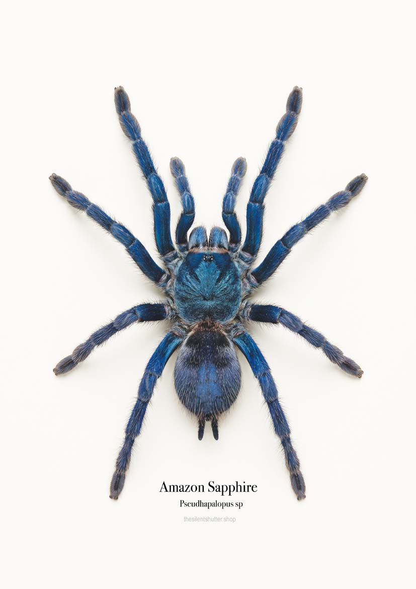 Amazon Sapphire Pseudhapalopus sp