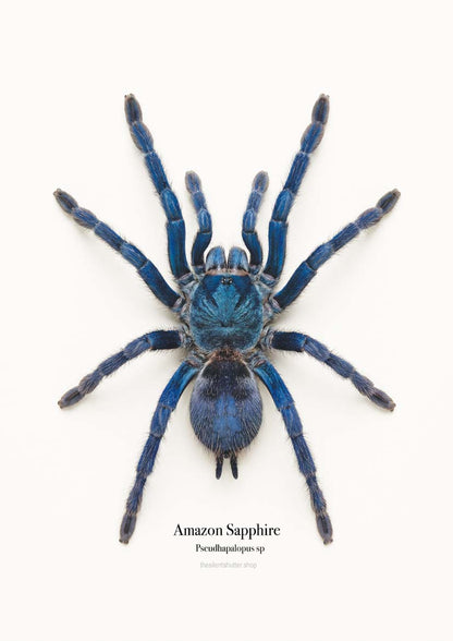 Amazon Sapphire Pseudhapalopus sp