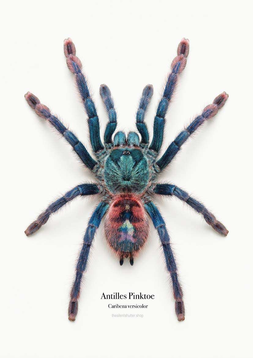 Antilles Pinktoe Caribena versicolor