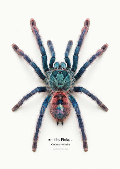 Antilles Pinktoe Caribena versicolor