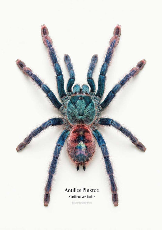 Antilles Pinktoe Caribena versicolor