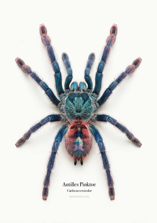 Antilles Pinktoe Caribena versicolor