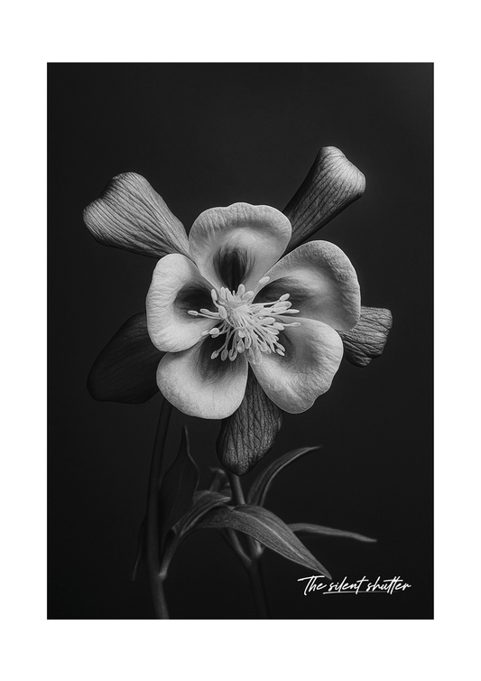 Aquilegia Hybrid