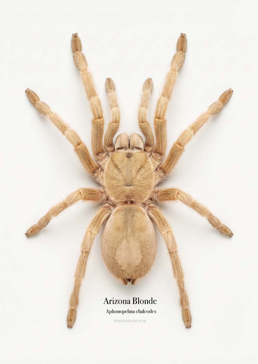 Arizona Blonde Aphonopelma chalcodes