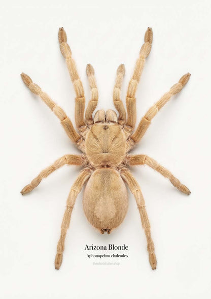 Arizona Blonde Aphonopelma chalcodes