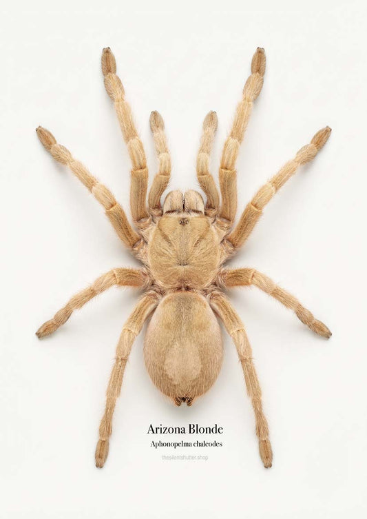Arizona Blonde Aphonopelma chalcodes