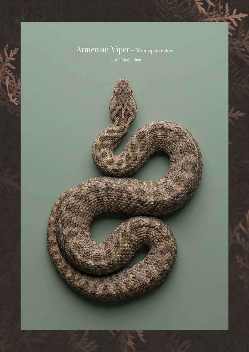 Armenian Viper - Montivipera raddei
