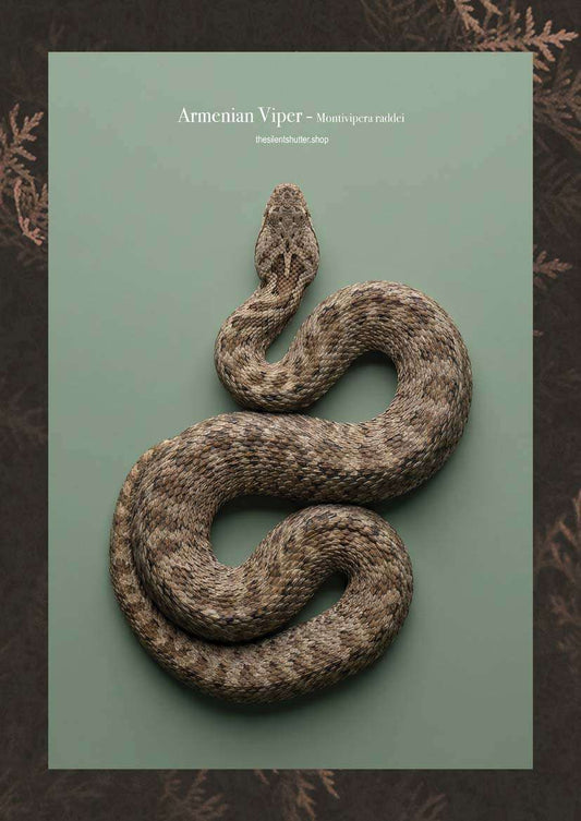 Armenian Viper - Montivipera raddei