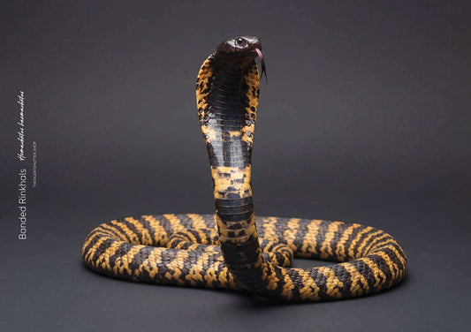 Banded Rinkhals (Hemachatus haemachatus)
