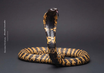 Banded Rinkhals (Hemachatus haemachatus)
