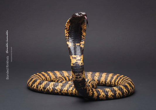 Banded Rinkhals (Hemachatus haemachatus)
