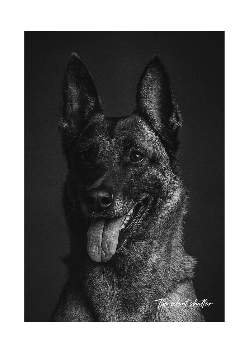 Belgian Malinois