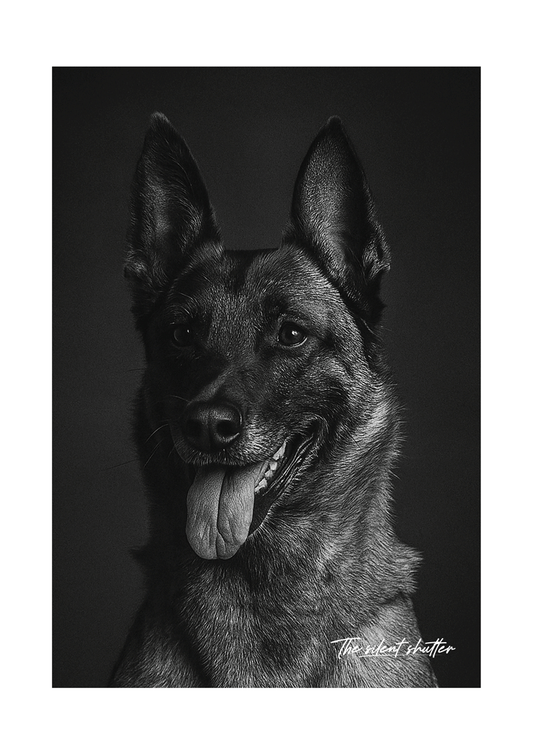 Belgian Malinois