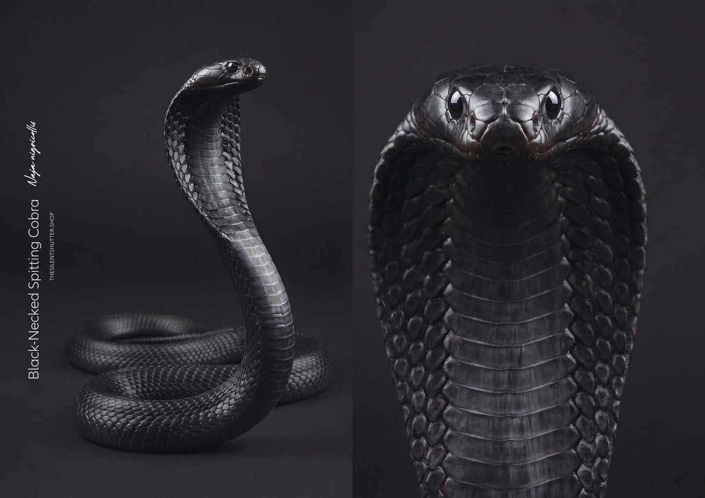 Black-Necked Spitting Cobra (Naja nigricollis)