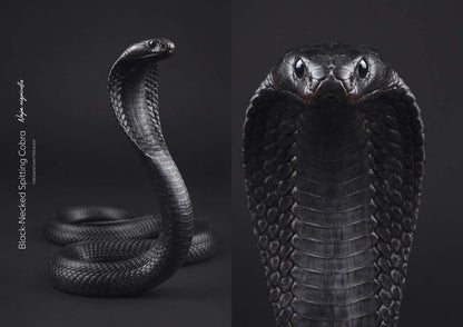 Black-Necked Spitting Cobra (Naja nigricollis)
