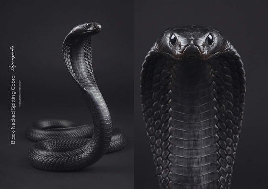 Black-Necked Spitting Cobra (Naja nigricollis)