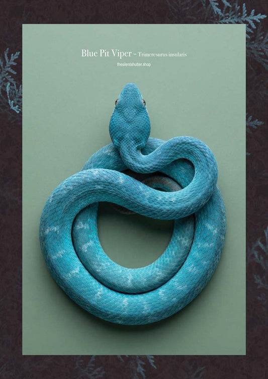 Blue Pit Viper - Trimeresurus insularis