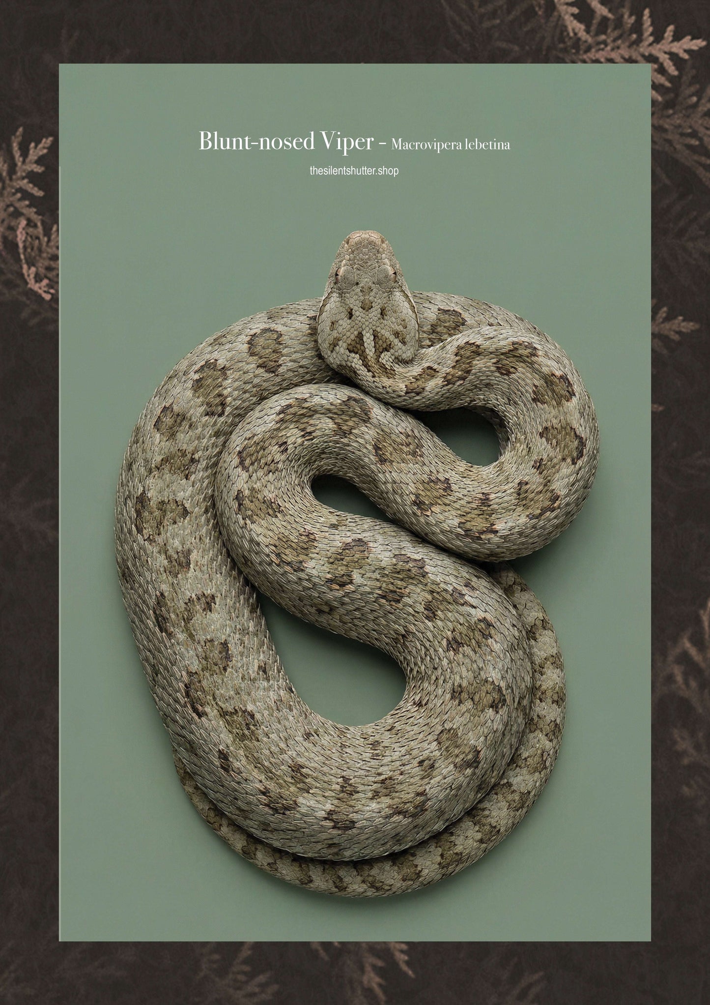 Blunt-nosed Viper - Macrovipera lebetina