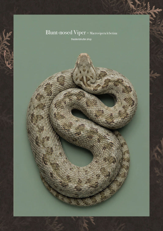 Blunt-nosed Viper - Macrovipera lebetina