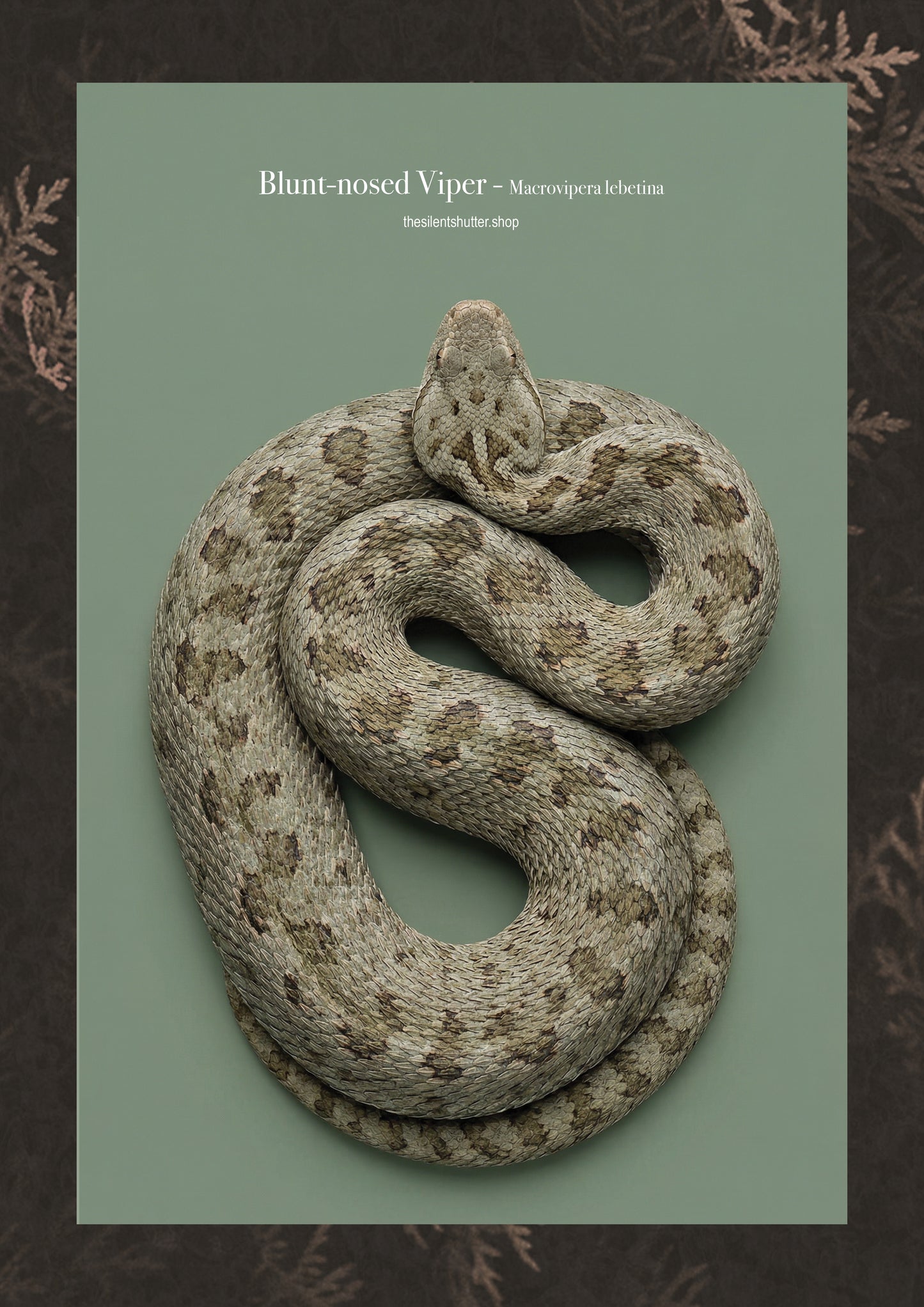 Blunt-nosed Viper - Macrovipera lebetina