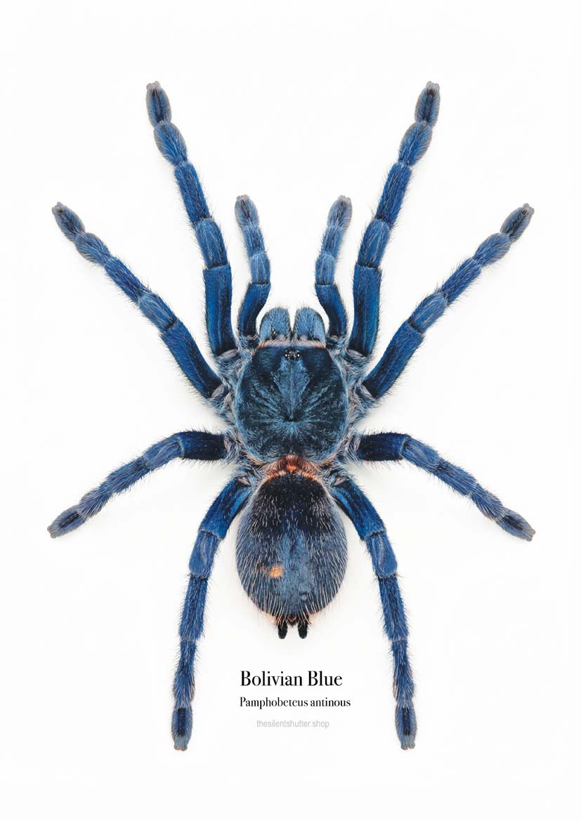 Bolivian Blue Pamphobeteus antinous