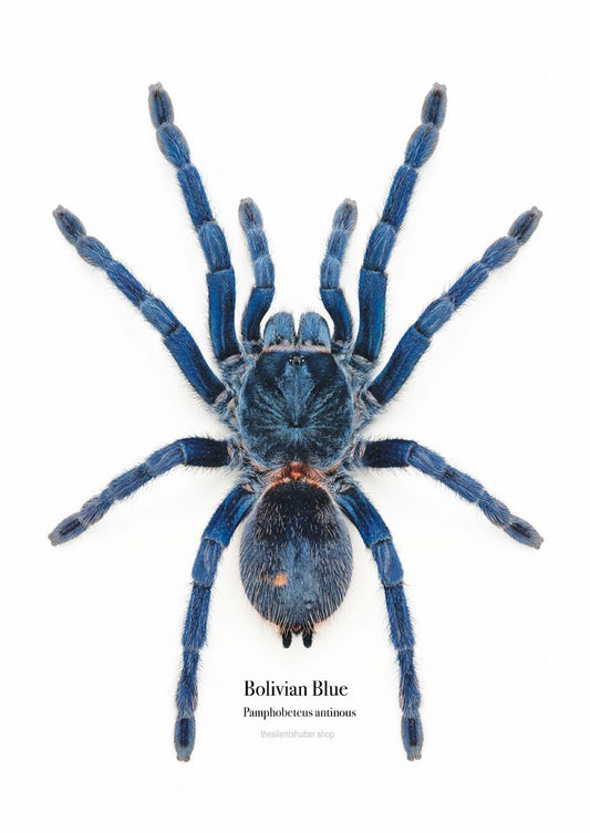 Bolivian Blue Pamphobeteus antinous