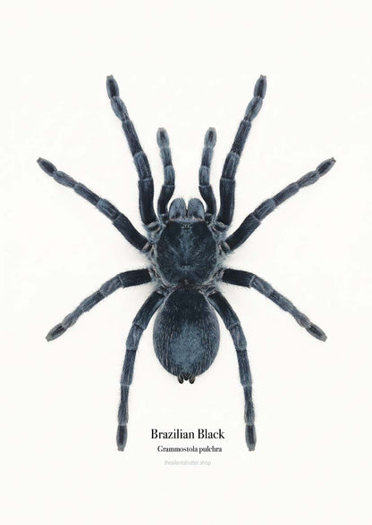 Brazilian Black Grammostola pulchra