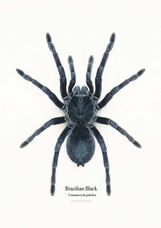 Brazilian Black Grammostola pulchra