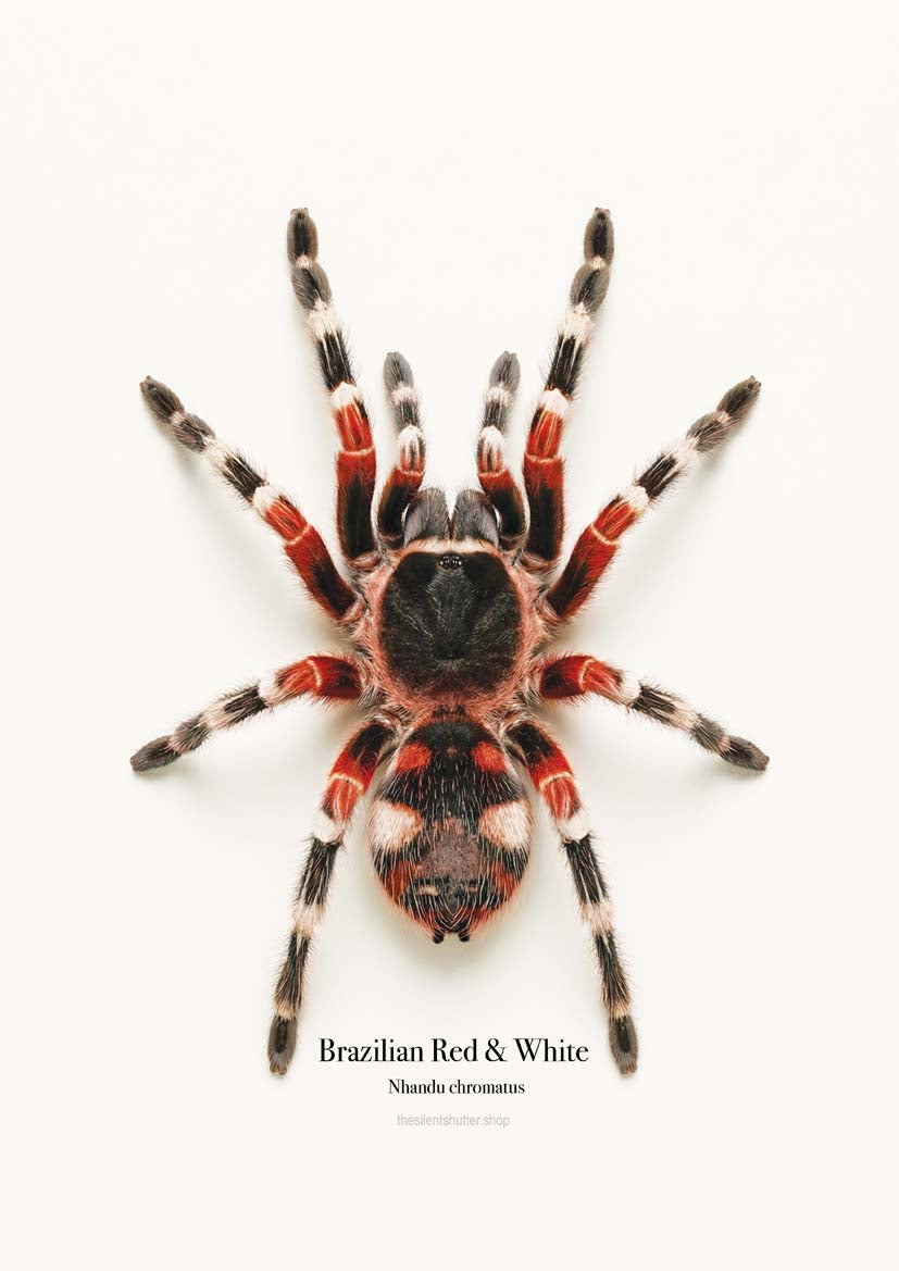 Brazilian Red & White Nhandu chromatus